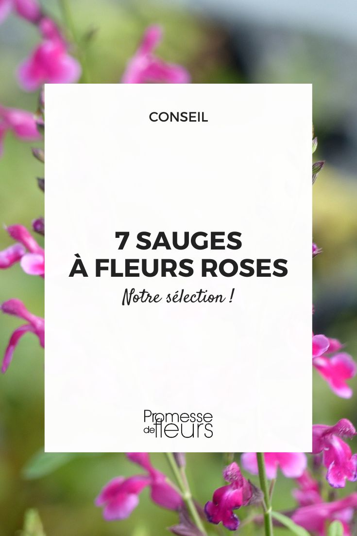 7 pink flowering salvias Icing Sugar Sage