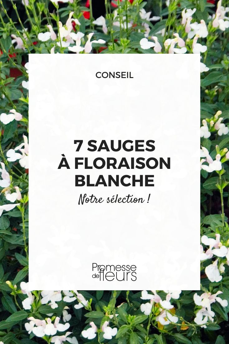 White Salvia Microphylla