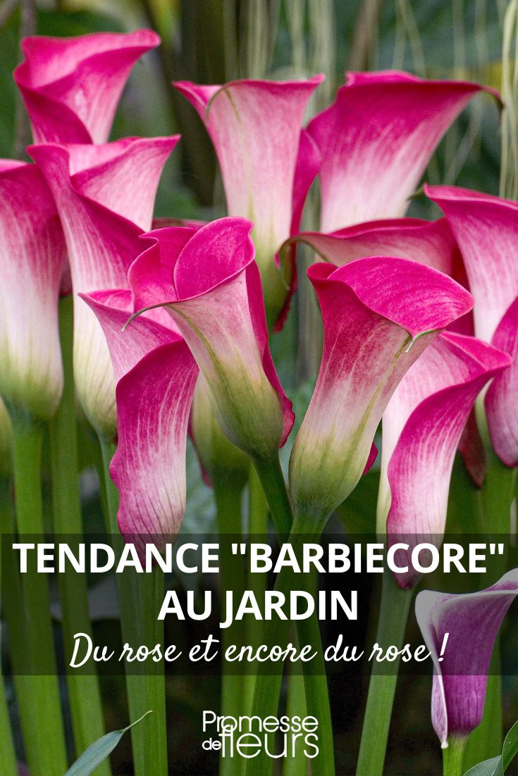 calla lily Zantedeschia ‘Denver’