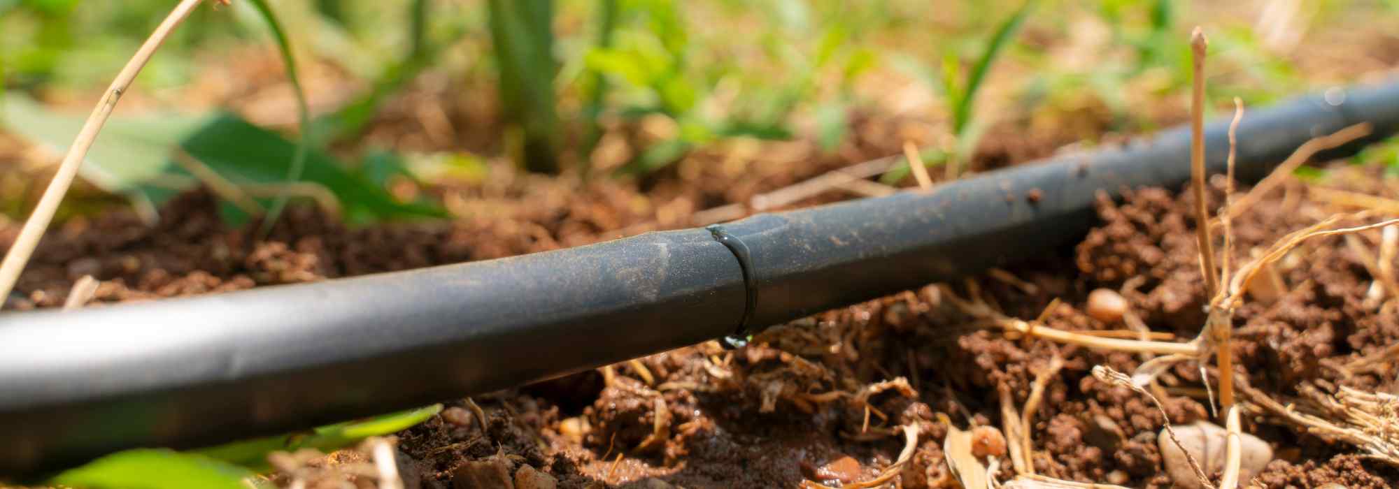 Drip irrigation: is it really the panacea?