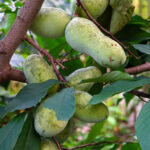 How to harvest and store pawpaw fruits?
