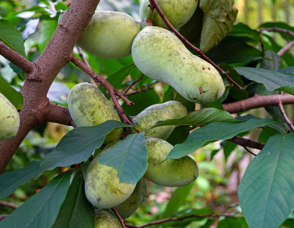 How to harvest and store pawpaw fruits?