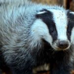 Badger in the garden: our tips for a harmonious coexistence!