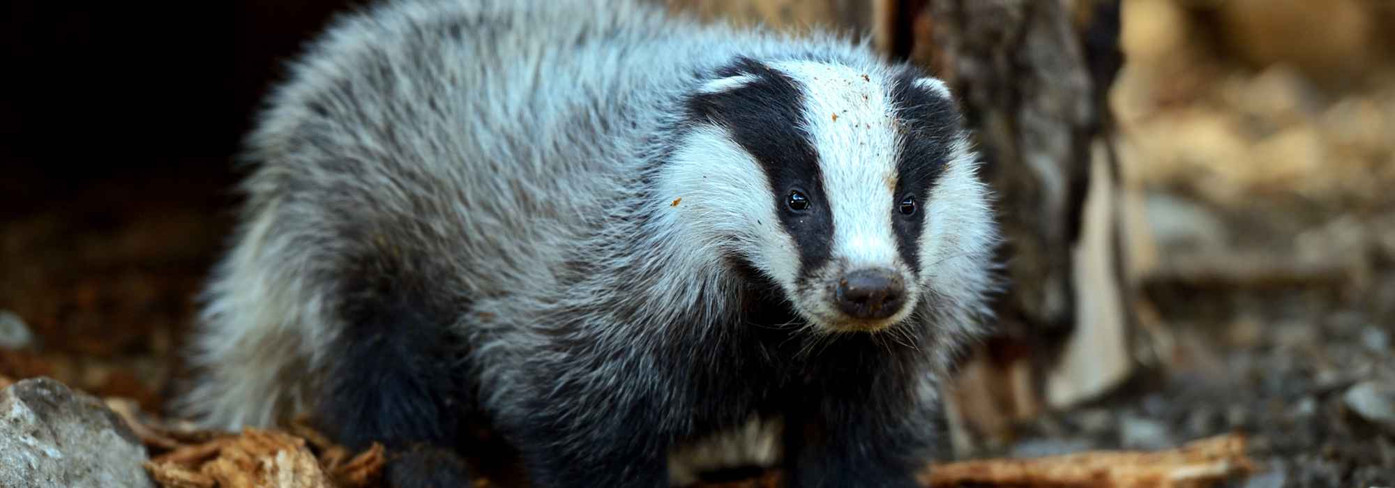 Badger in the garden: our tips for a harmonious coexistence!