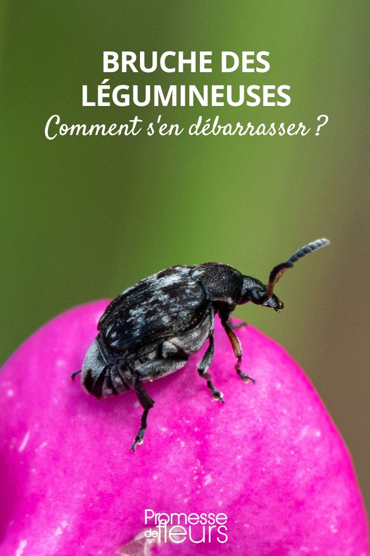 combatting the bean weevil