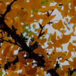 Choosing a Ginkgo biloba: our buying guide