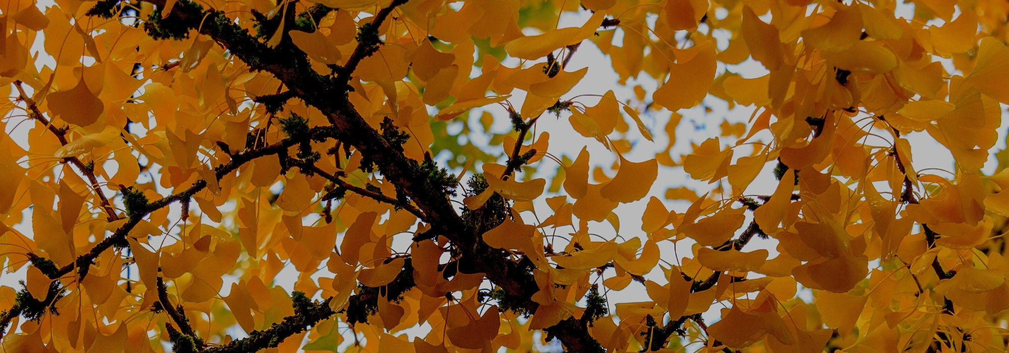 Choosing a Ginkgo biloba: our buying guide