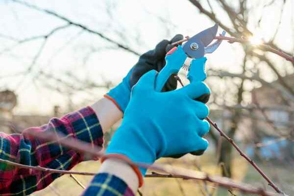 How to use your pruning shear properly?