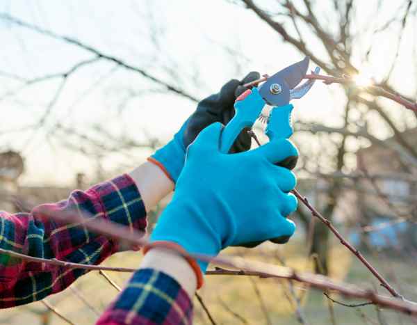 How to use your pruning shear properly?