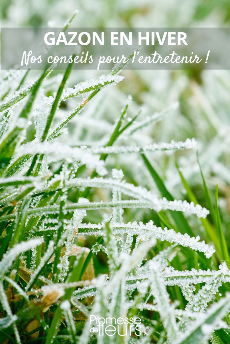How to Maintain Your Lawn in Winter Herbs and Snow