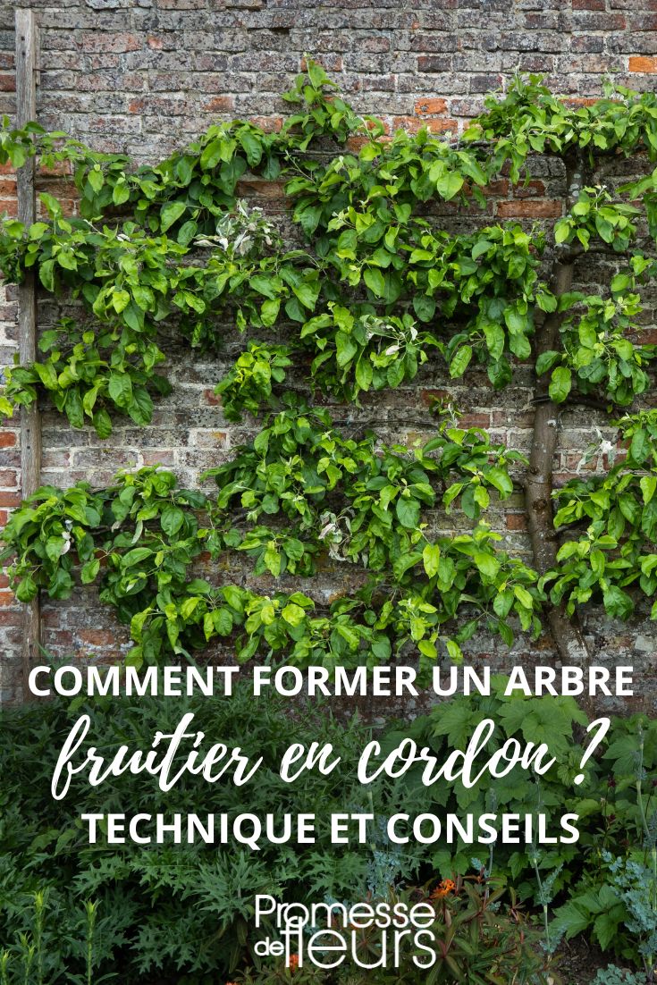 Espalier fruit trees