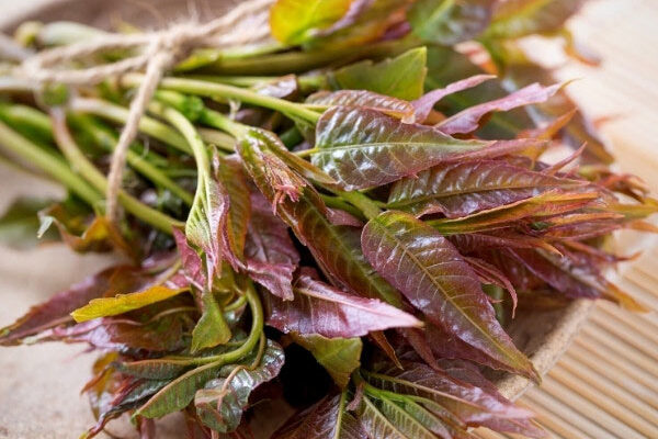How to cook leaves of the 'salad tree' <em>Toona sinensis</em>?