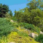 5 mountain shrubs to revegetate a slope