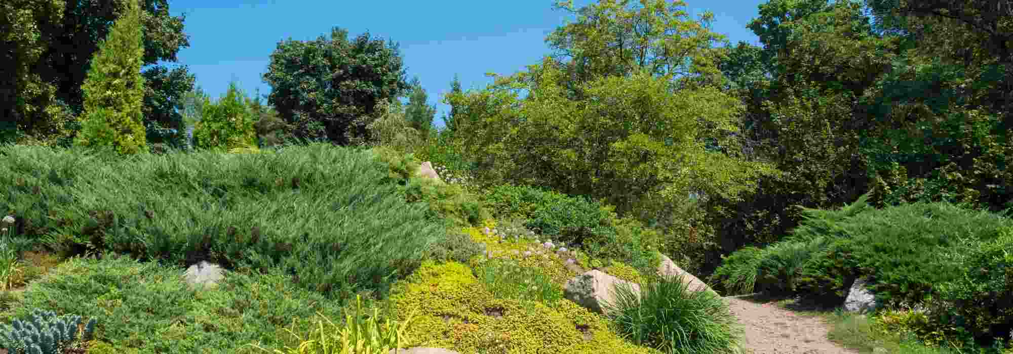 5 Montane Bushes to Revegetate a Slope