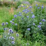 How to propagate Echinops?