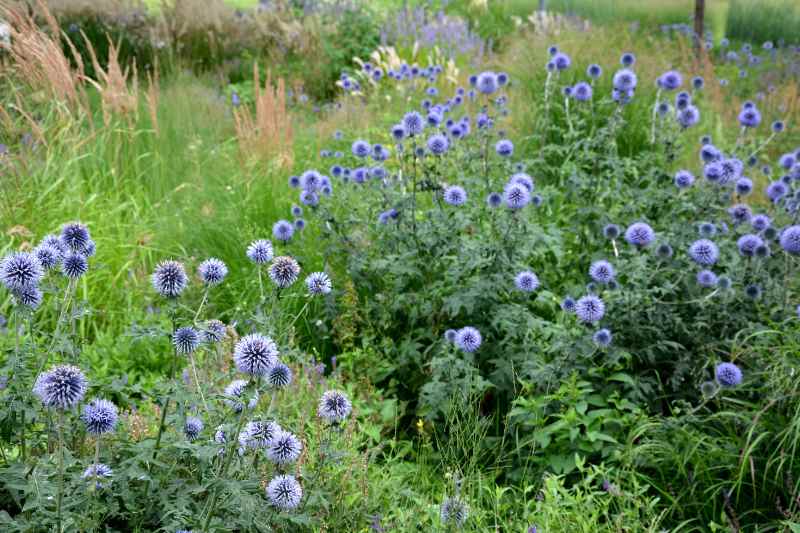 How to propagate Echinops?