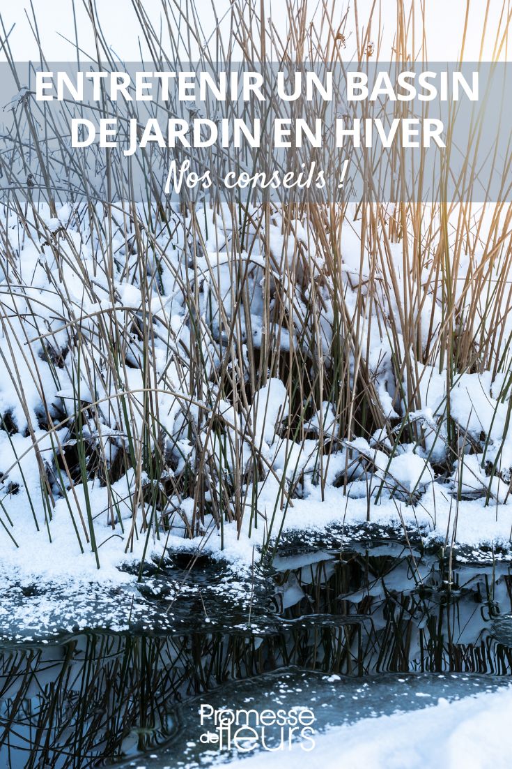 Maintaining a garden pond in winter Winter Pond Maintenance