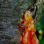 Gummosis in stone fruit trees