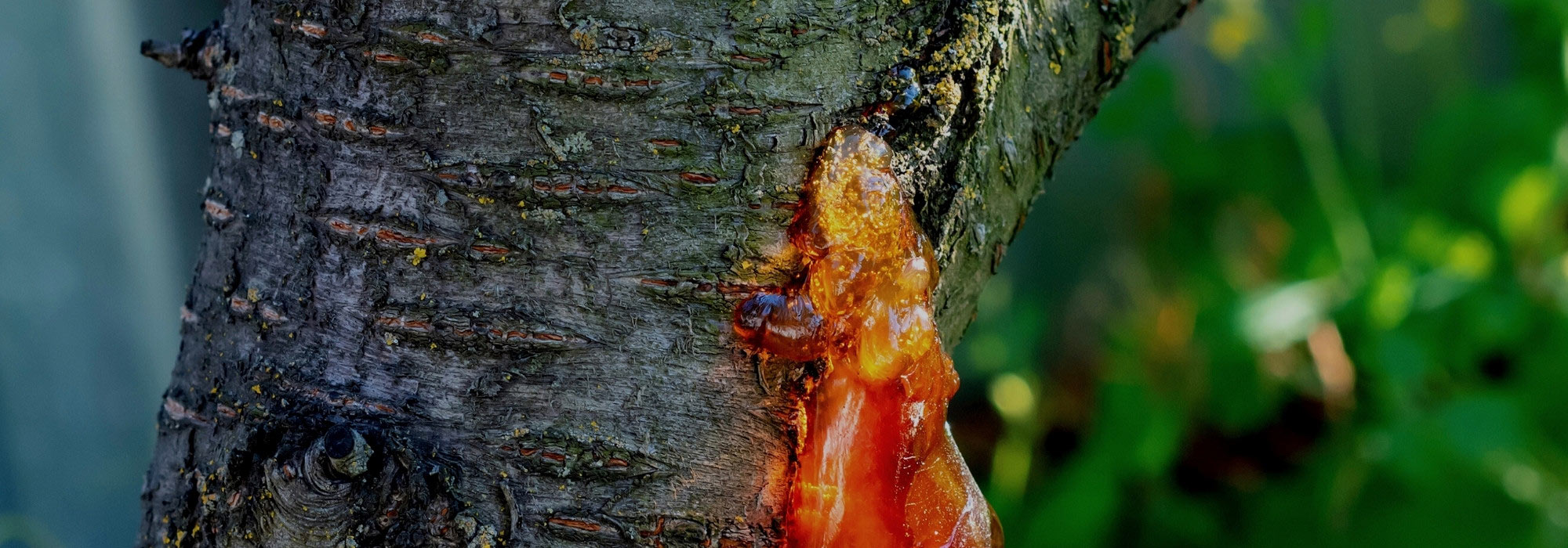 Gummosis in stone fruit trees