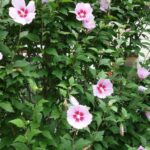 How to create a hedge of Hibiscus ?