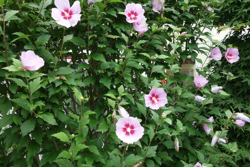 How to create a hedge of Hibiscus ?