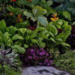 Edimental garden: beautiful and productive at the same time!