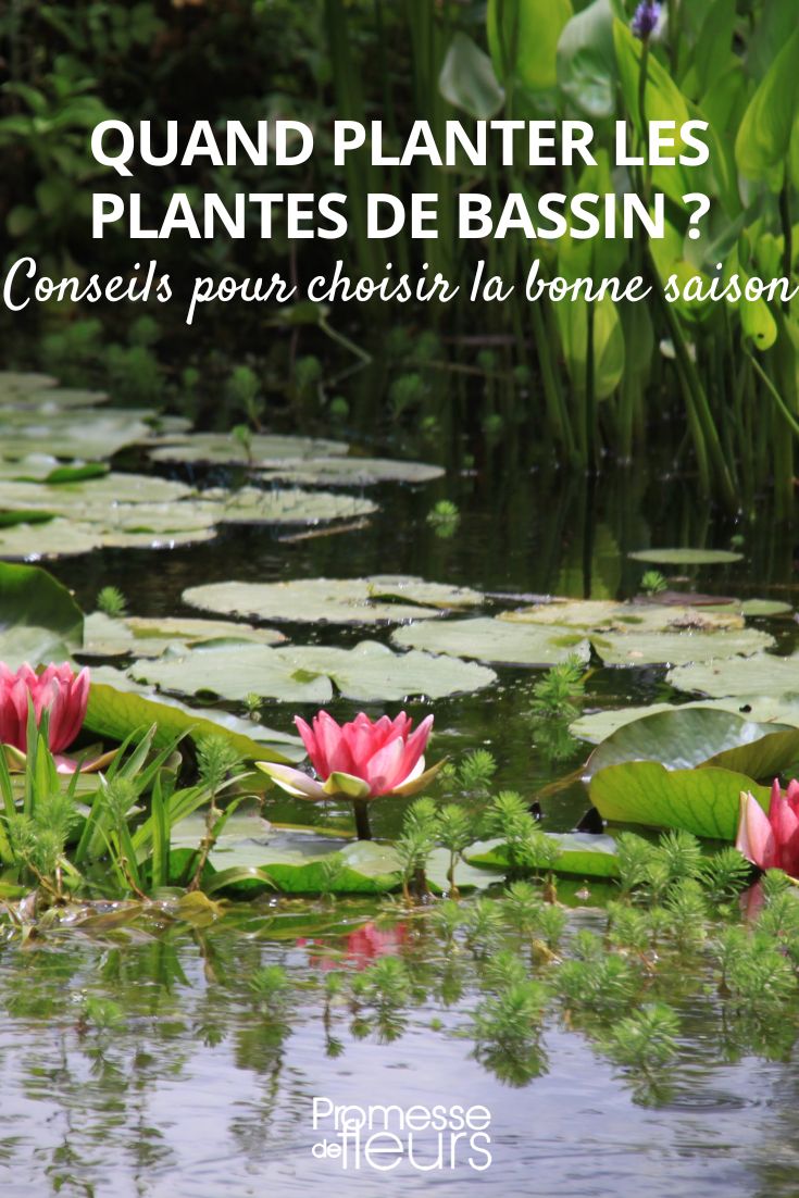 The best season to plant pond plants aquatic plants