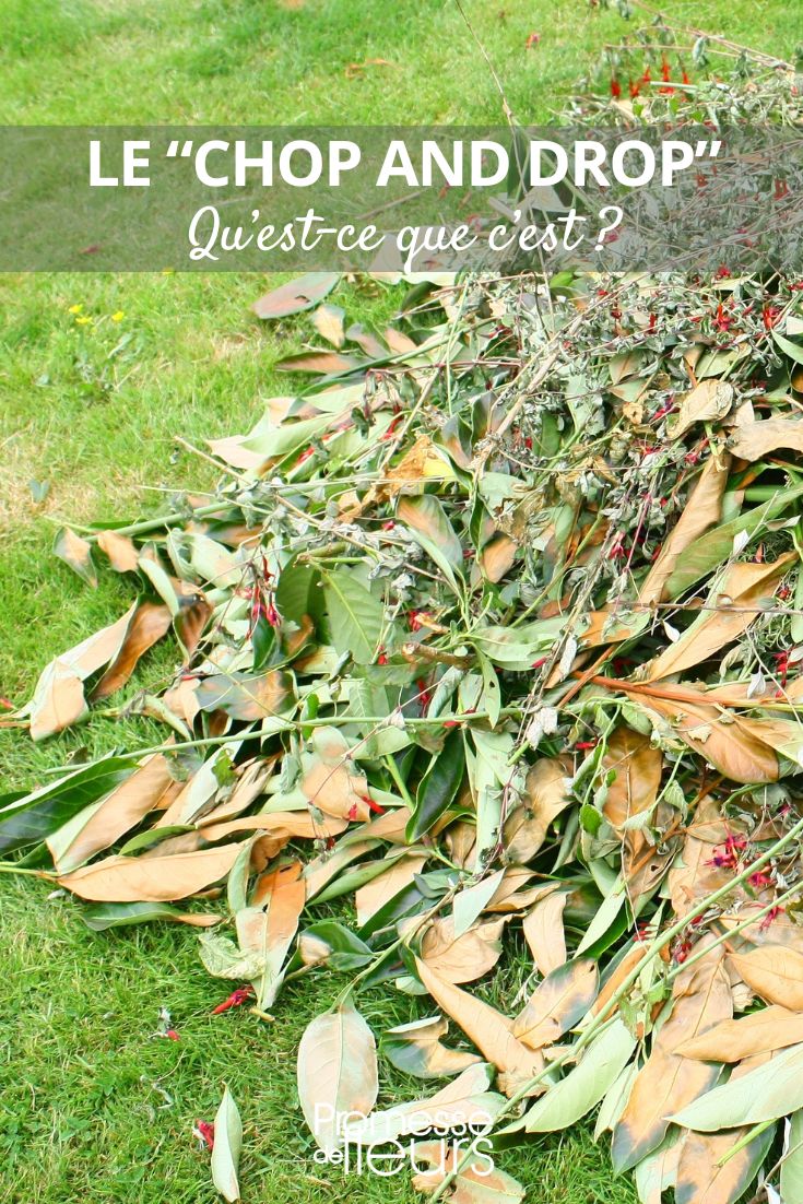 Chop and drop" is a permaculture technique where plant material is pruned or cut and then left on the ground to decompose, providing nutrients to the soil. pruning deposit