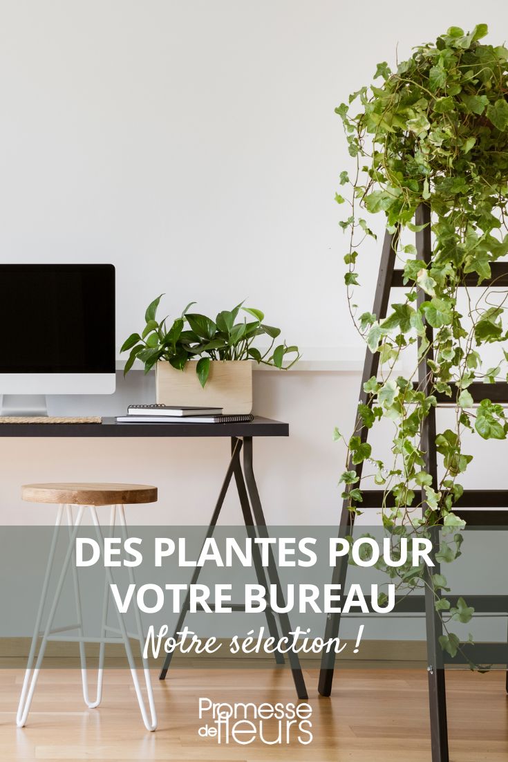 Indoor Plants for Office