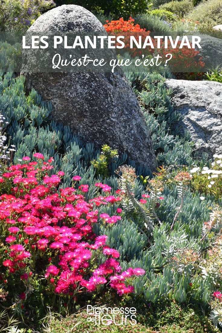 nativar varieties