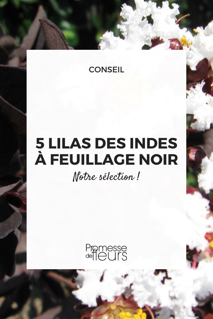 Indian Lilac, Lagerstroemia 5 varieties with black foliage Lagerstroemia indica Black Diamond® 'Pure White'