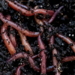 Vermicomposting: 5 mistakes to avoid for a successful vermicompost