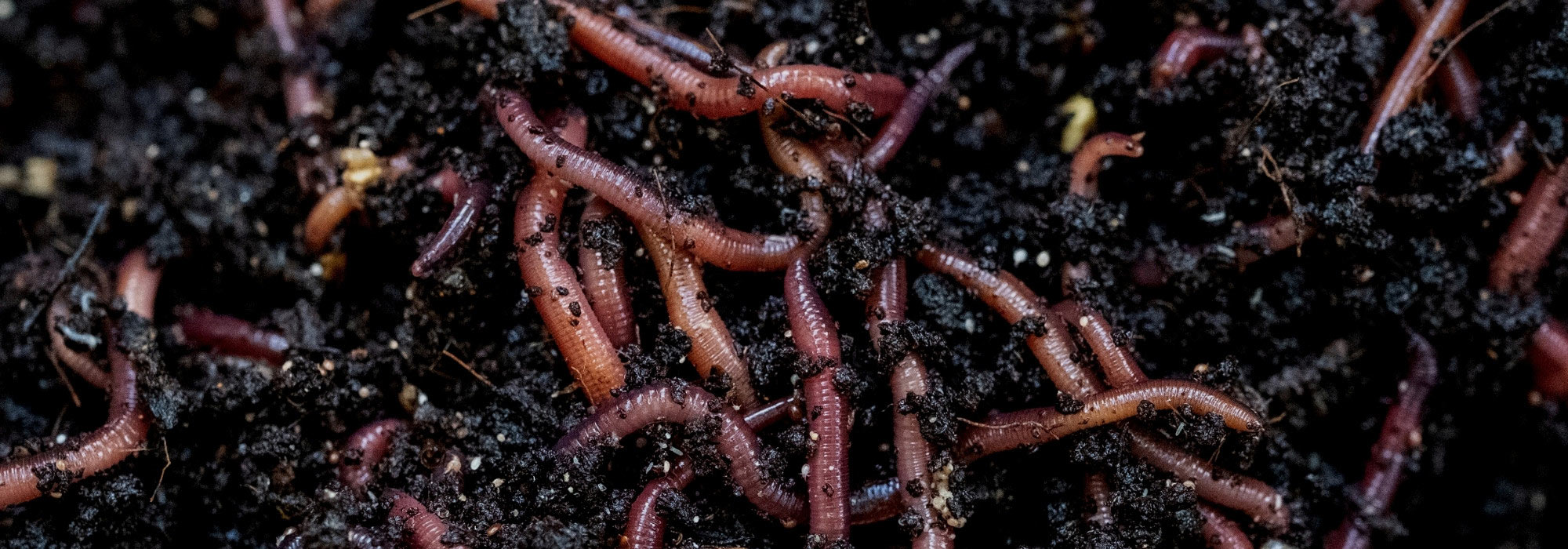 Vermicomposting: 5 mistakes to avoid for a successful vermicompost