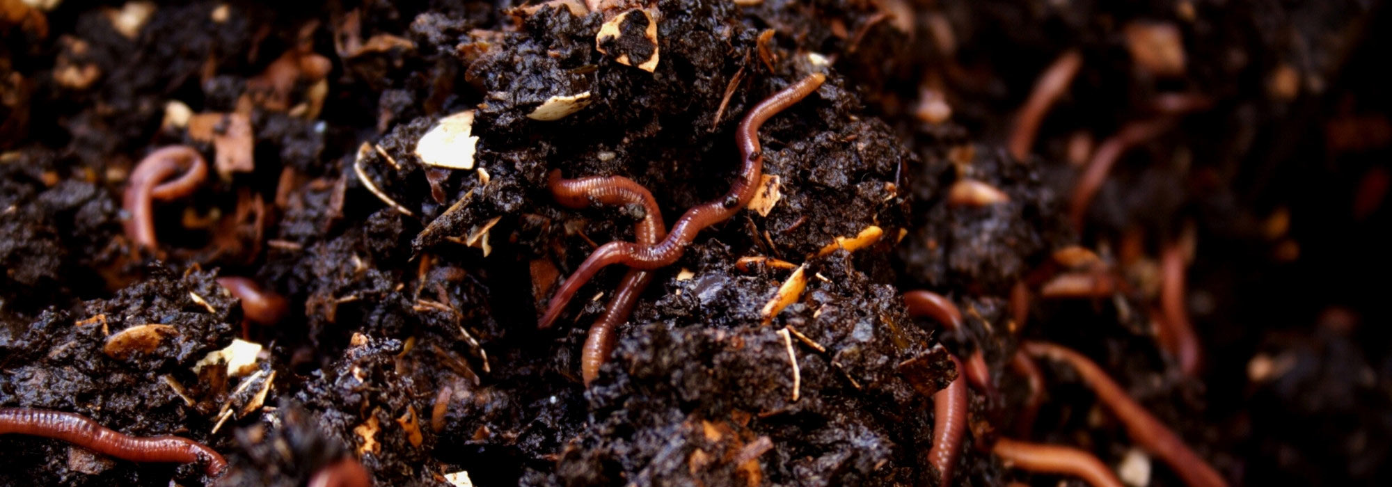 Vermicompost: a natural and eco-friendly fertiliser for your plants