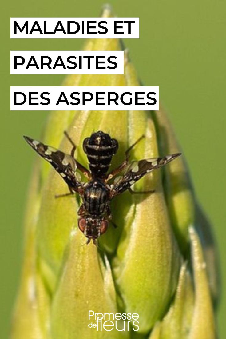 Diseases and Parasites of Asparagus asperagus beetle