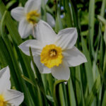 How to look after daffodils after flowering?