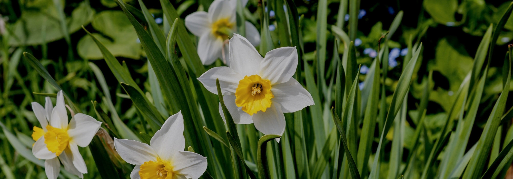 How to look after daffodils after flowering?