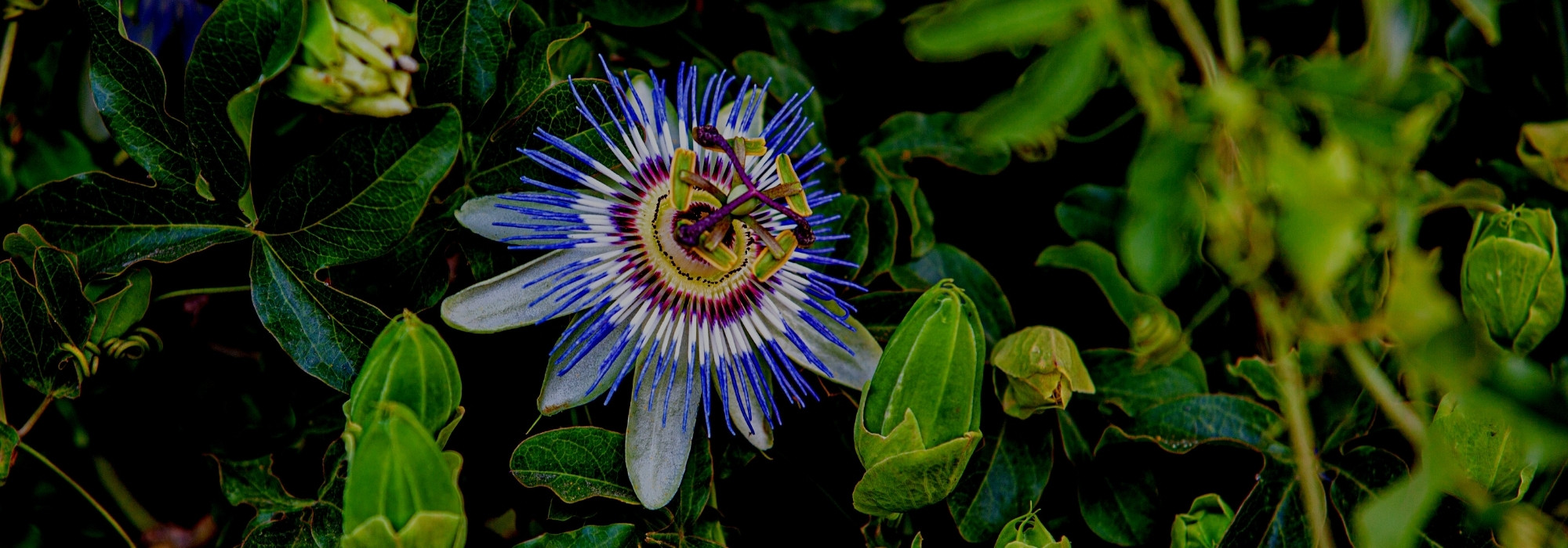 Passion flowers: 5 captivating varieties to discover