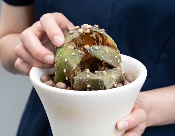 How to fail at caring for your cacti and succulents in 6 Lessons