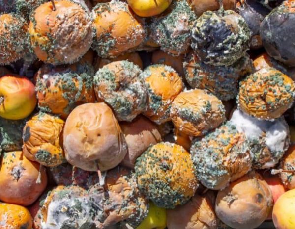 How to ruin the preservation of your harvest?