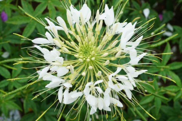 How to sow cleomes?