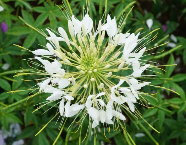 How to sow cleomes?