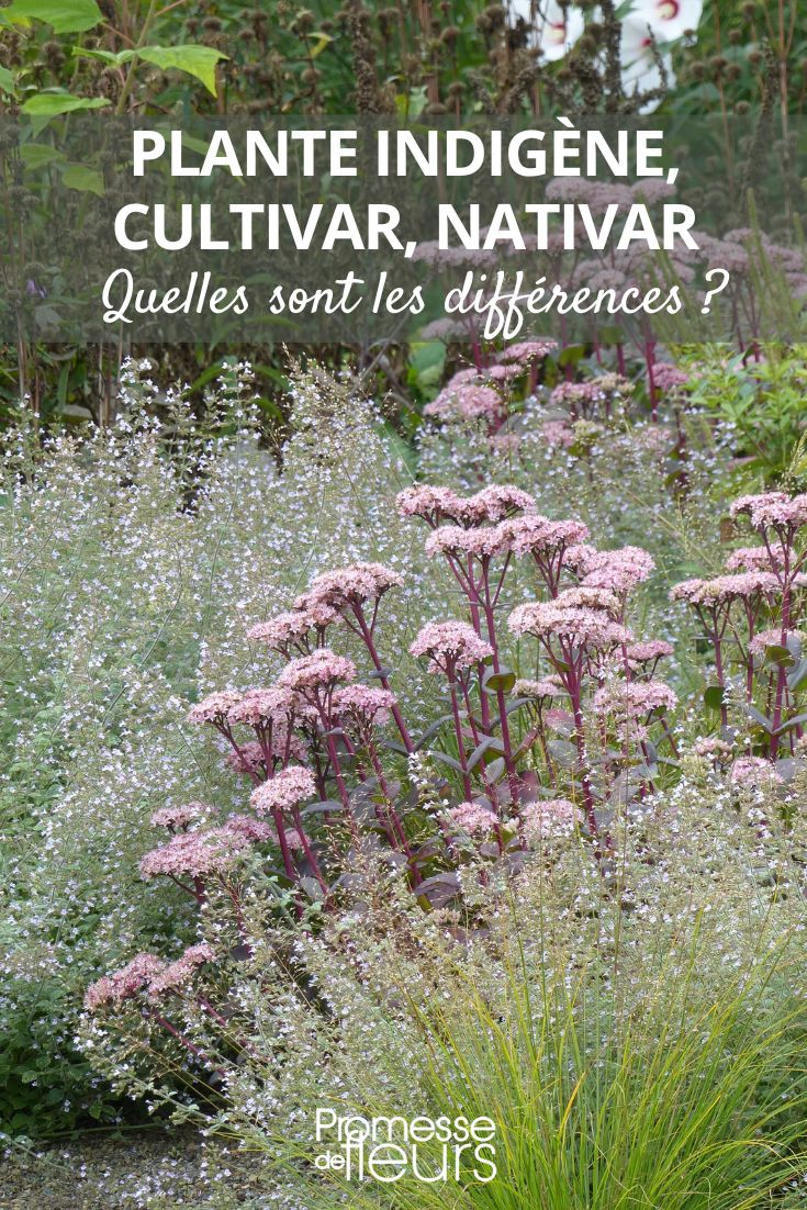 Native plant, cultivar, nativar: what are the differences plant origins