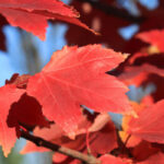 Why isn’t my maple turning red?