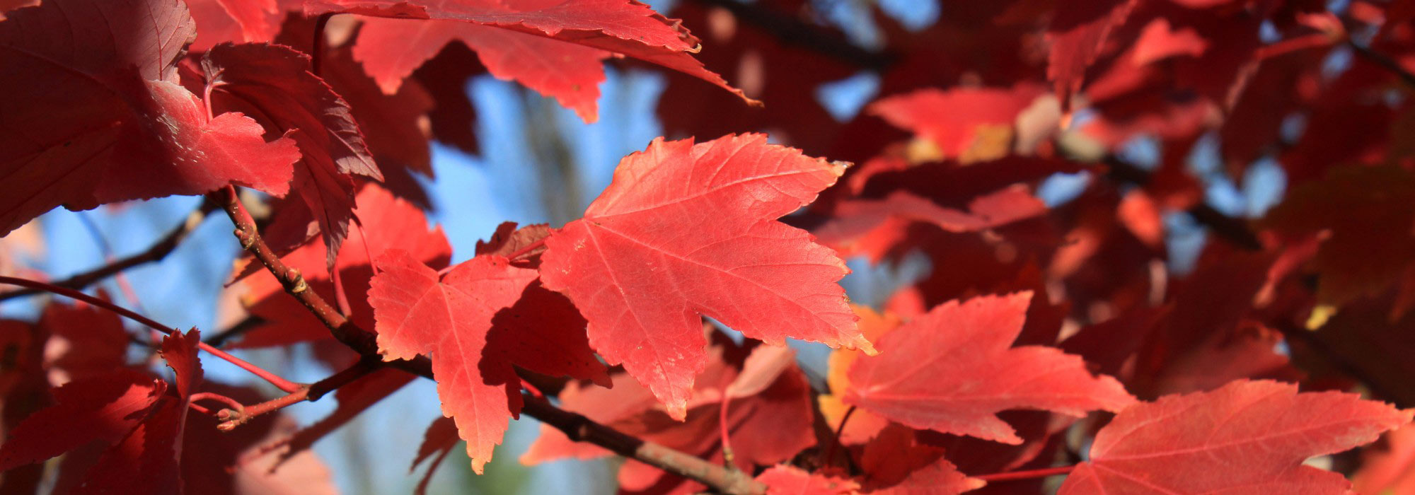 Why isn’t my maple turning red?