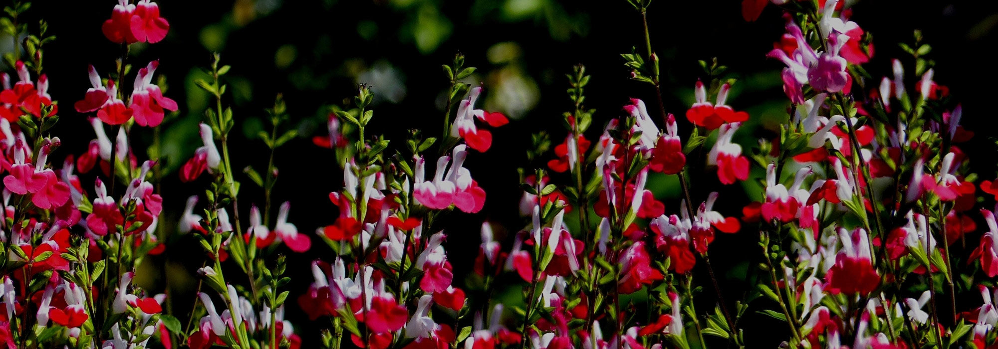 5 sages to grow in pots