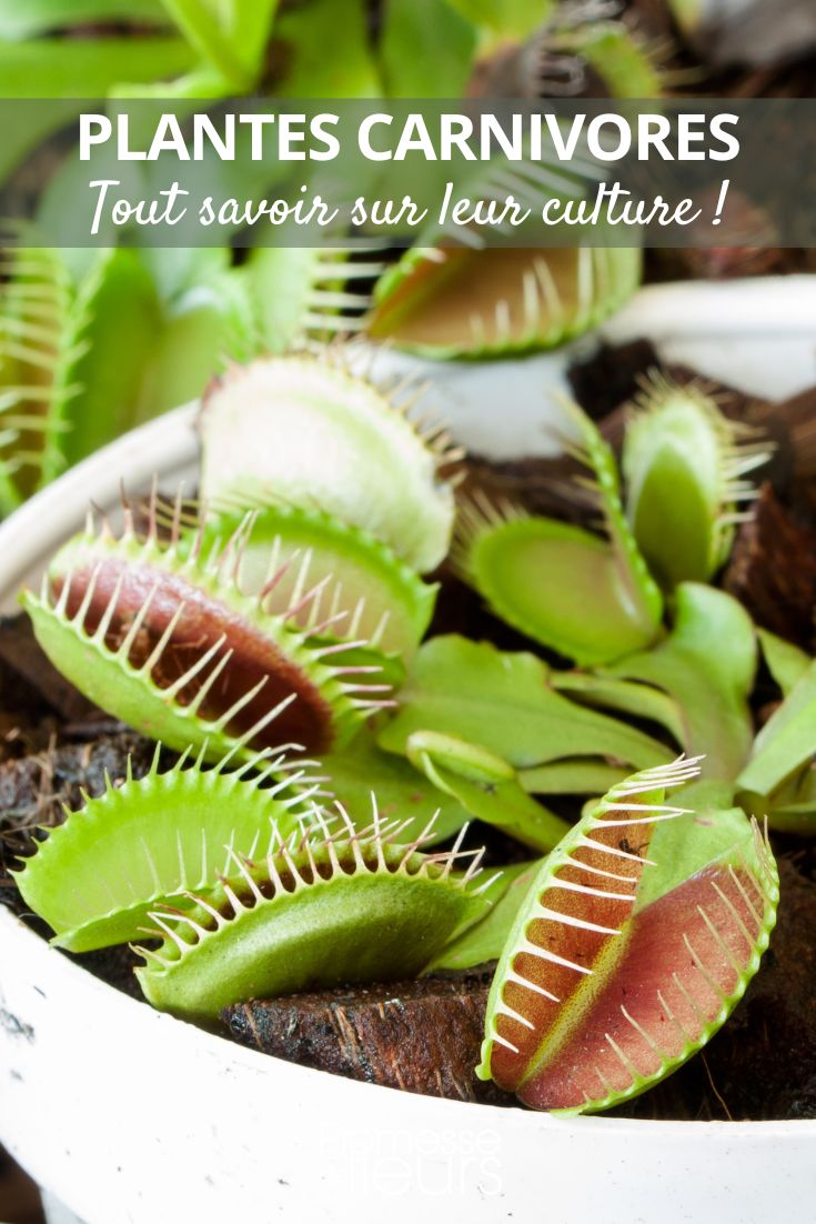 Growing carnivorous plants
