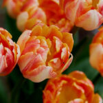Tulips: what to do when they have finished flowering?