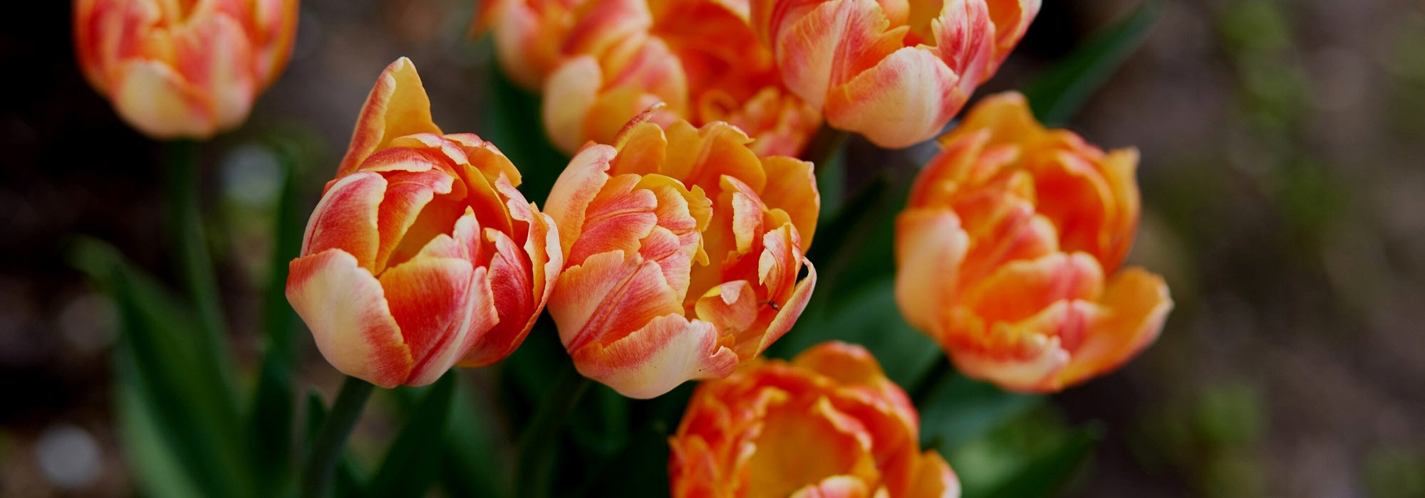 Tulips: what to do when they have finished flowering?