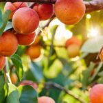 Choosing an apricot tree: the ultimate guide